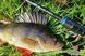 Спиннинг Favorite Blue Bird BB1-682SUL-S 2.04m 0.8-5g Ex.Fast
