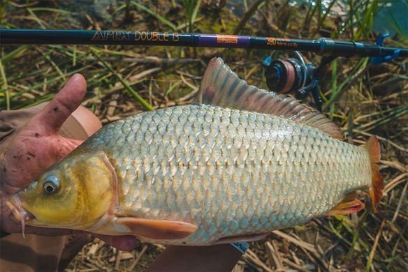 Вудлище короп + фідер Brain Apex Double 2.70 m 3.0 lbs / 120g