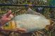 Вудлище короп + фідер Brain Apex Double 2.70 m 3.0 lbs / 120g