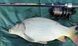 Катушка Carp Expert Pro Power Feeder 5000 5bb+1rb 4.4:1