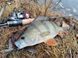 Спиннинг ультралайт Crazy Fish Arion ASR702ULS (0.7-5g 209cm 0,2-0,4 PE EFF Action)