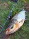 Спінінг ультралайт Crazy Fish Arion ASRE742ULS (1-7g 224cm 7'4" 0,2-0,4 PE EFF Action)