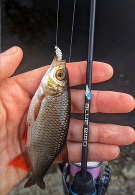 Спиннинг Favorite Blue Bird Nano BB1-602N-S 1.83m 0.2-1.5g