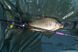 Вудилище короп + фідер Brain Apex Double 3.30m 3.25lbs/max 130g